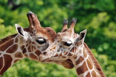 Berlin Hayvanat Bahçesi zürafası (Giraffa camelopardalis), Afrika 'da yaşayan tek ayak parmaklı bir memeli türü..