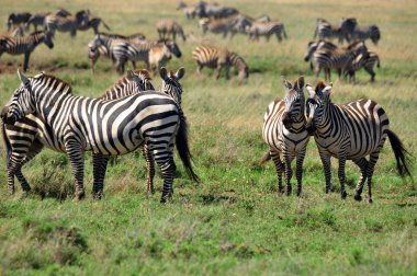 Zebra Serengeti Tanzanya. Serengeti, dünyanın on doğal seyahat harikasından biri olan dünyanın en büyük memeli göçüne ev sahipliği yapıyor..