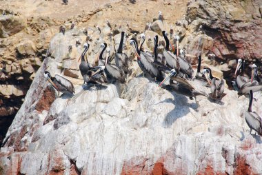Paracas Ulusal Rezervasyonu 'ndaki Sucul kuşları ya da Peru Galapagos' u. Rezervasyonda insanlar için yasak olan Islas Ballestas adaları var, ama tekne turları yakın olabilir.