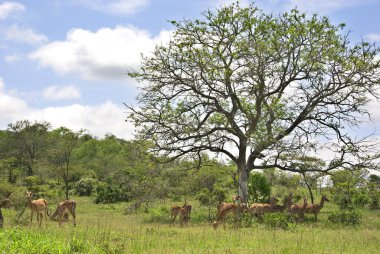 Güney Afrika 'daki Hluhluwe-Imfolosi Parkı' nda Impalas