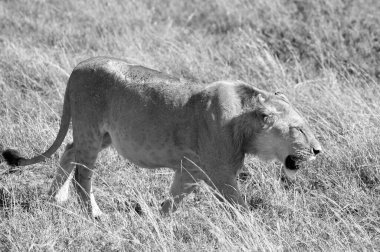 Serengeti 'deki Aslan, dünyanın on doğal seyahat harikasından biri olan dünyanın en büyük memeli göçüne ev sahipliği yapıyor. Kuzey Tanzanya 'da yer almaktadır ve Kenya' nın güneybatısına kadar uzanır.
