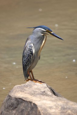 Güney Afrika 'daki Hulhluwe Imfolozi Parkı.