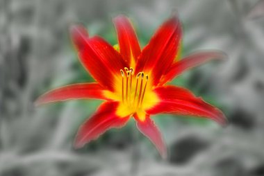 Lilly çiçeği bahçeye yakın. 