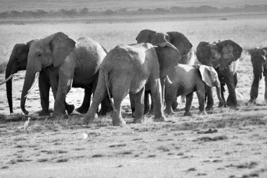 Amboseli Ulusal Parkı 'ndaki filler, eski adıyla Maasai Amboseli Oyun Rezervi, Kenya' nın Rift Valley Eyaleti 'nde yer alır. Kenya-Tanzanya sınırına yayılan ekosistem.