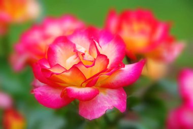 Yaz bahçesinde güzel bir gül buketi