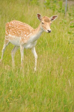 Genç bir çift geyik. Geyikler Cervidae familyasını oluşturan geviş getiren memelilerdir. Cervidae familyasından beyaz kuyruklu geyik, Geyik, Geyik, Kızıl Geyik, Ren geyiği, Roe ve Chital türleri bulunur..