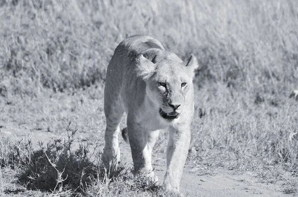 Lev Serengeti Hostí Největší Migraci Savců Světě Což Jeden Deseti — Stock fotografie