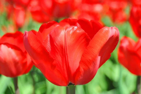 Tulpen Sind Eine Mehrjährige Zwiebelpflanze Mit Auffälligen Blüten Der Gattung — Stockfoto