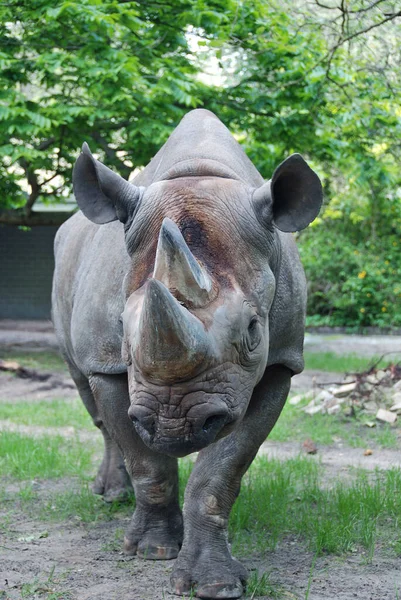 Diceros Bicornis Een Neushoorn Uit Familie Van Neushoorns Sciuridae — Stockfoto