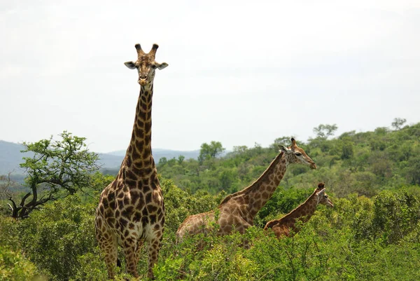 Girafas Hluhluwe Umfolozi Game Reserve Localizado 280 Norte Durban Mais — Fotografia de Stock