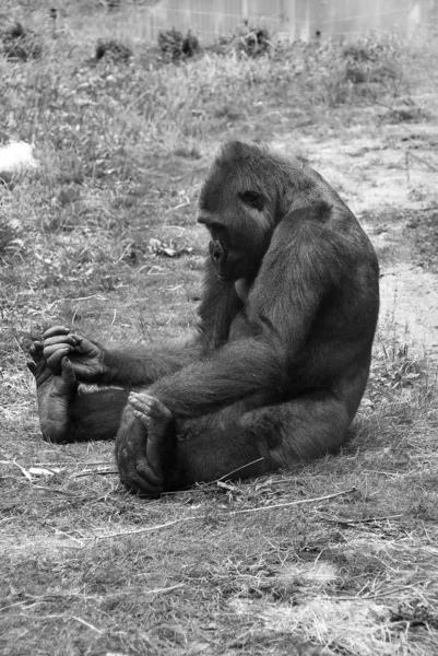 Gorillas Sind Die Größte Überlebende Primatenart Sind Bodenbewohnende Vorwiegend Pflanzenfressende — Stockfoto