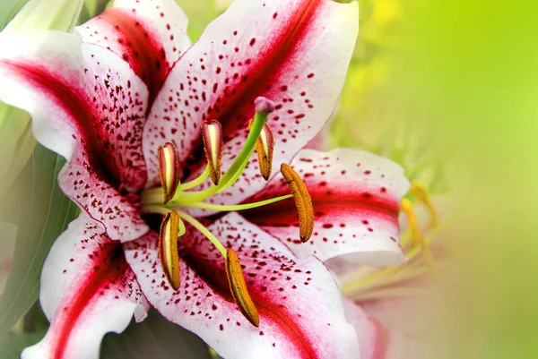 Lilium Genere Piante Erbacee Fiore Che Crescono Dai Bulbi Maggior — Foto Stock