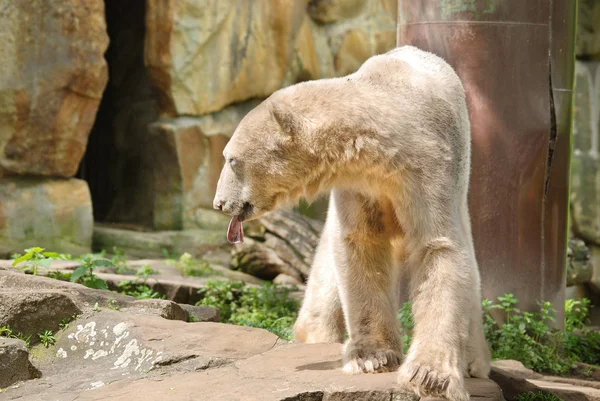 Urso Polar Zoológico — Fotografia de Stock