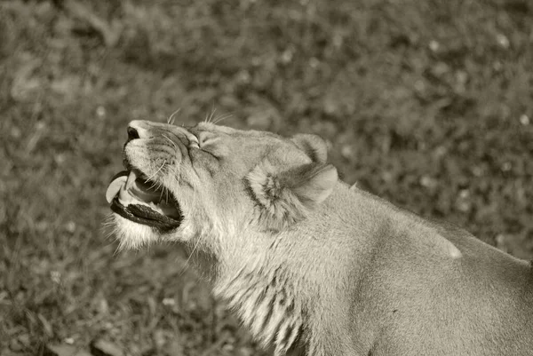 Lion Est Des Grands Félins Genre Panthera Membre Famille Des — Photo