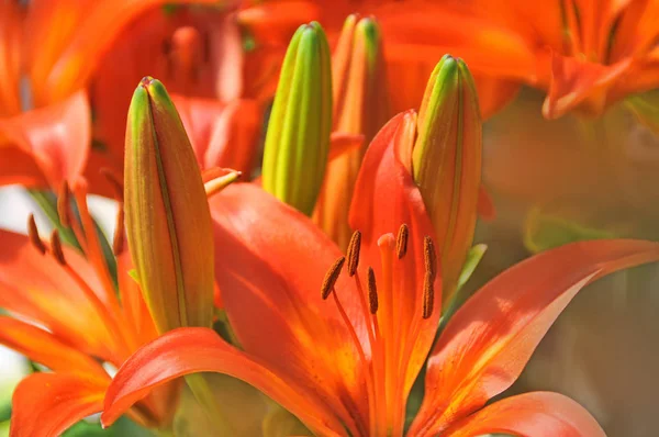 Lilium Género Plantas Herbáceas Con Flores Que Crecen Partir Bulbos — Foto de Stock