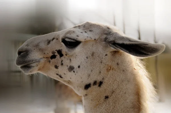 Llama Winter Time Lama Glama South American Camelid Widely Used — Stock Photo, Image