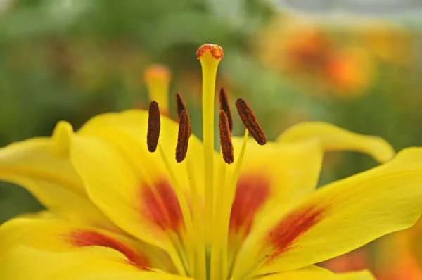 Daylily Una Planta Con Flores Del Género Hemerocallis Los Entusiastas —  Fotos de Stock