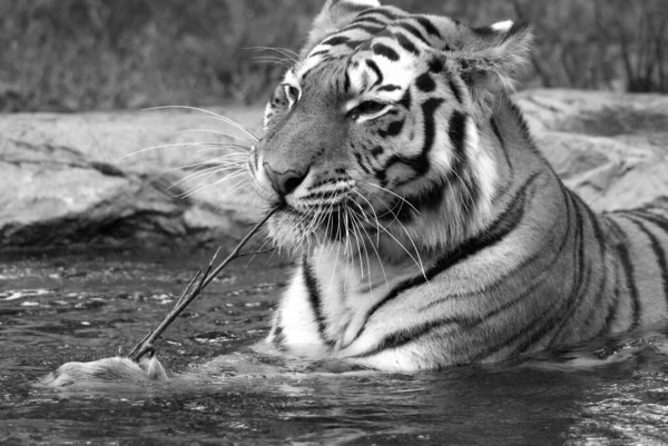 Amur Siberische Tijger Een Panthera Tigris Tigris Populatie Het Verre — Stockfoto