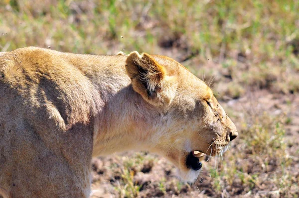 Lion Serengeti Accueille Grande Migration Mammifères Monde Qui Est Une — Photo