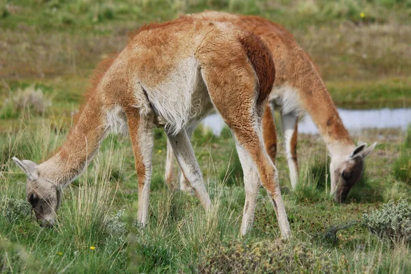 Guanacoes Lama Guanicoe Patagonia Torres Del Paine Nombre Guanaco Proviene — Foto de Stock