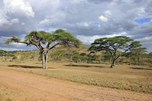 Paisagem Africana Parque Nacional Serengeti Tanzânia — Fotografia de Stock