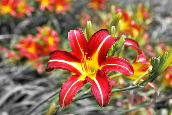 Lilly Flor Cerca Jardín — Foto de Stock