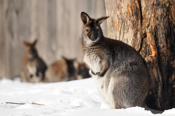 Wallaby Zoológico Durante Inverno Canadá — Fotografia de Stock