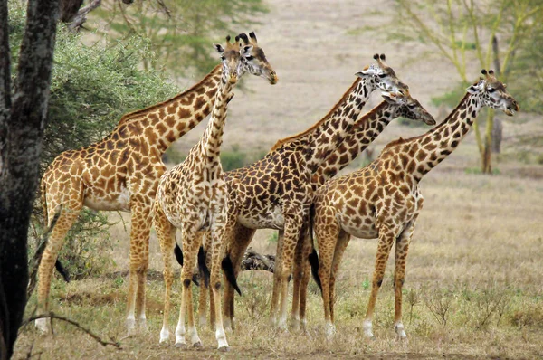 Jonge Giraffe Veulen Volgt Zijn Enorme Vader Die Acaciabladeren Eet — Stockfoto