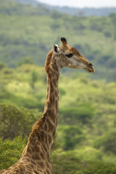 Hluhluwe Imfolozi Park África Sul Girafa Giraffa Camelopardalis Mamífero Ungulado — Fotografia de Stock