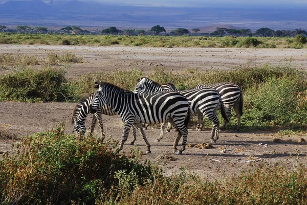 Zebras Parque Nacional Amboseli Anteriormente Maasai Amboseli Game Reserve Encuentra —  Fotos de Stock