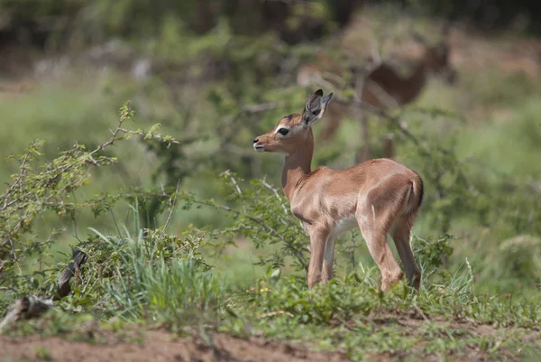 Hluhluwe Imfolozi Park South África Impala Aepyceros Melampus Antílope Tamanho — Fotografia de Stock