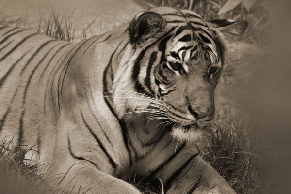 虎の仲間の家族のメンバーは 4つの 大きな猫 の属Pantheraで最大のものです 虎は東アジアや南アジアの多くに自生し 頂点捕食者です — ストック写真