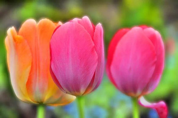 Тюльпаны Многолетнее Луковичное Растение Яркими Цветами Роде Tulipa Которых 109 — стоковое фото