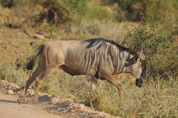 西班牙语 Wildebeest 复数为Wildebeest Wildebeests或Wildebai 也被称为 小羚羊 Gnu 是秃鹫属的羚羊 它是一种有蹄 不咽喉 — 图库照片