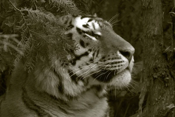 Tijger Panthera Tigris Grootste Kattensoort Met Een Totale Lichaamslengte Tot — Stockfoto