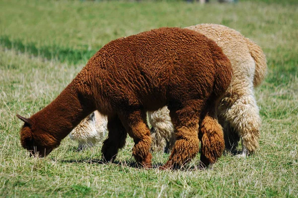 Alpaca Uma Espécie Camelóide América Sul Assemelha Pequeno Lhama Aparência — Fotografia de Stock