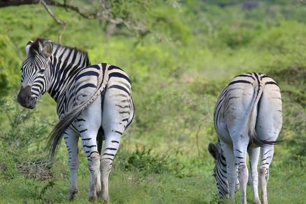 Zebrák Hluhluwe Umfolozi Game Reserve Található 280 Északra Durbanban Legrégebbi — Stock Fotó