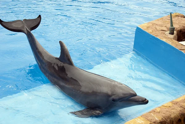 Delfín Nadando Piscina Espectáculo Delfinario — Foto de Stock