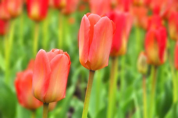 Tulipanes Una Planta Perenne Bulbosa Con Flores Vistosas Género Tulipa — Foto de Stock