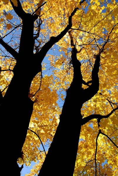 Maple Δέντρο Από Τον Πυθμένα Κατά Την Εποχή Του Φθινοπώρου — Φωτογραφία Αρχείου