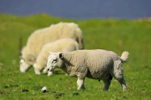 Sheep Quirain Île Skye Écosse Royaume Uni — Photo