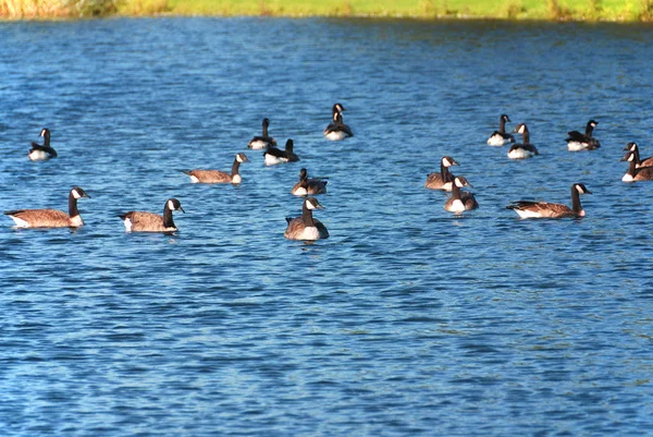 Una Bandada Patos Nadando Lago — Foto de Stock
