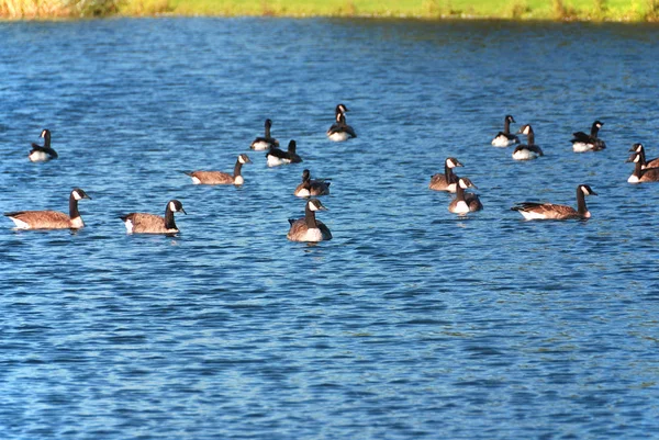 Eine See Schwimmende Entenschar — Stockfoto