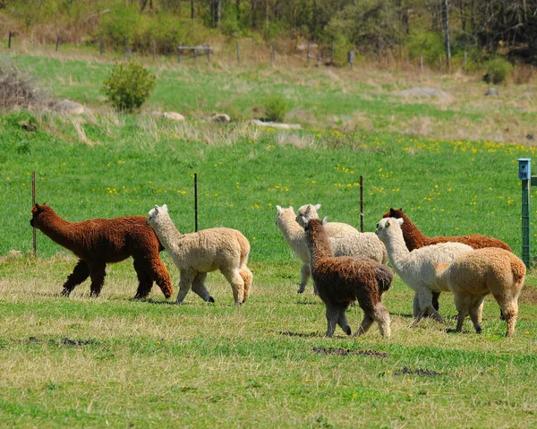 Alpaca Een Gedomesticeerde Soort Van Zuid Amerikaanse Kamelensoort Het Lijkt — Stockfoto