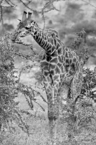 Colt Girafa Jovem Segue Seu Pai Enorme Que Está Comendo — Fotografia de Stock