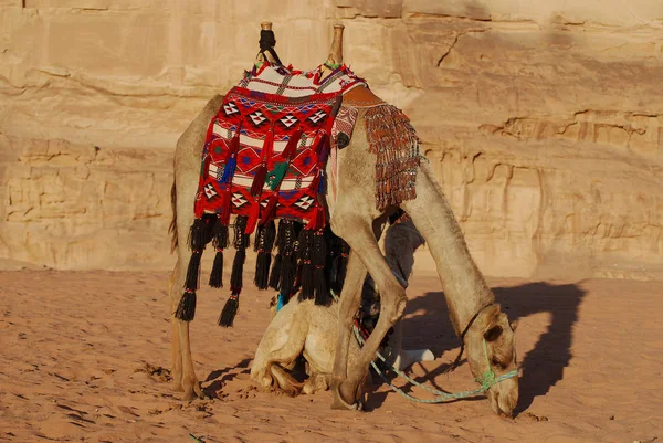 Petra Jordan Nov Ongeïdentificeerde Man Wacht Toeristen Voor Kamelentocht Nov — Stockfoto