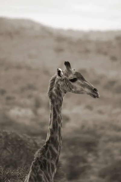 Hluhluwe Imfolozi Park Jižní Afrika Žirafa Giraffa Camelopardalis Africký Sudokopytník — Stock fotografie