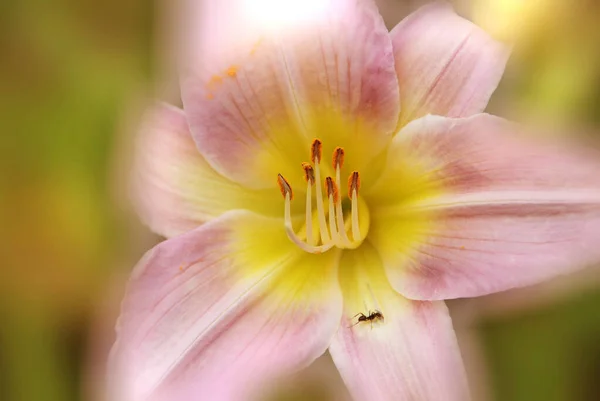 Lotus Flower Nelumbo Nucifera Conhecida Por Vários Nomes Incluindo Indian — Fotografia de Stock