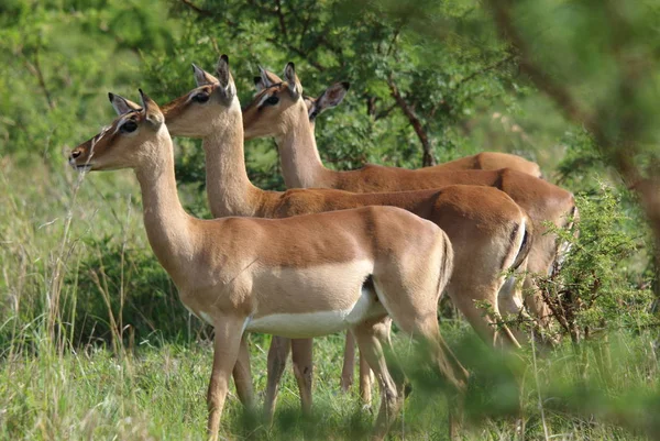 Tanzanya Daki Serengeti Milli Parkı Nda Impalas — Stok fotoğraf