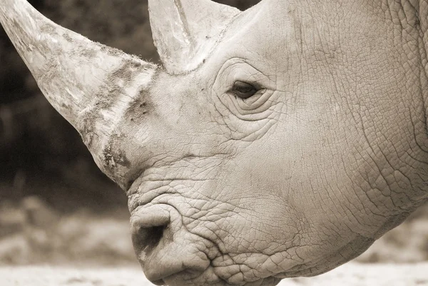Носороги Зоопарк Грані Квебек Канада — стокове фото